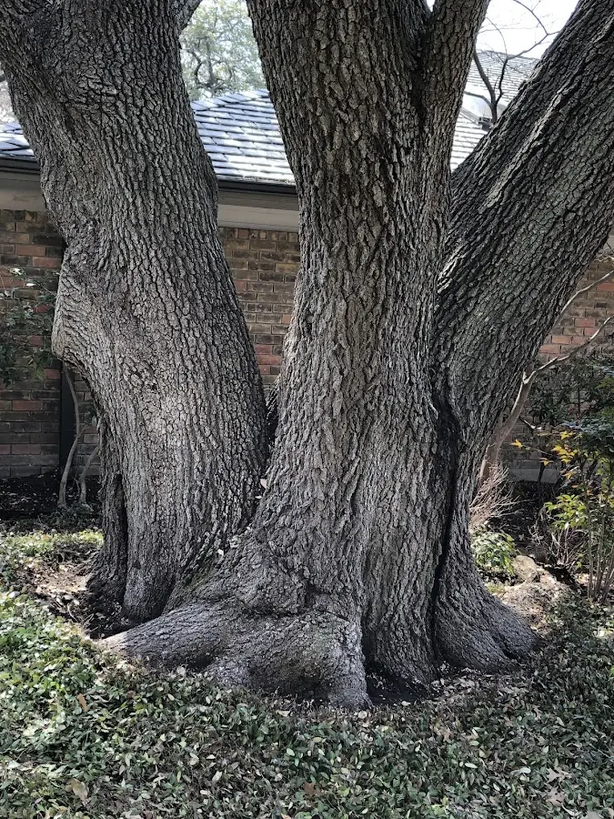 Mature heritage tree close to a Conewango Valley property cared for by certified arborists